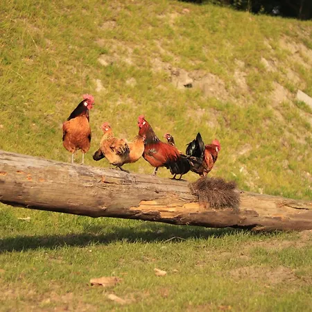 Ostarle Apartment Arle