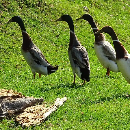 Apartment Ostarle Arle